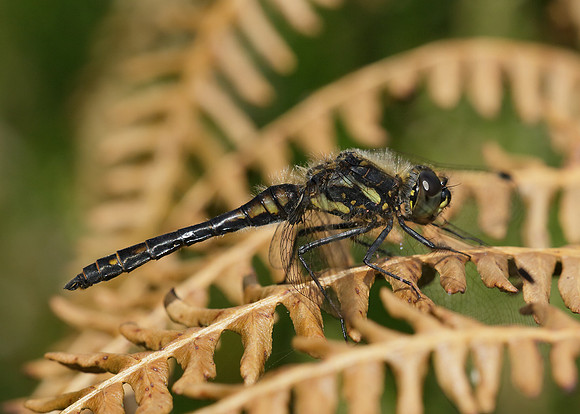 Black Darter Sympetrum danae