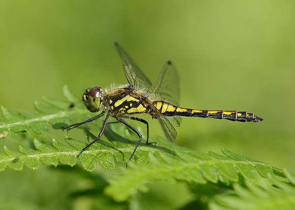 Black Darter Sympetrum danae
