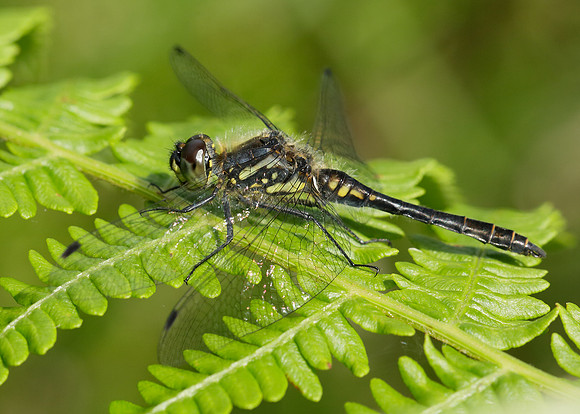 Black Darter Sympetrum danae