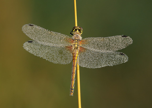 Black Darter Sympetrum danae