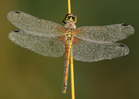 Black Darter Sympetrum danae