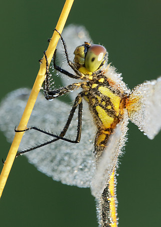 Black Darter Sympetrum danae