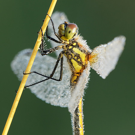 Black Darter Sympetrum danae