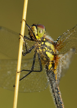 Black Darter Sympetrum danae