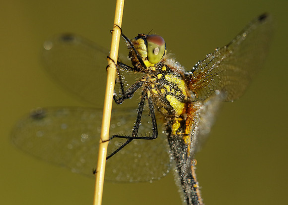 Black Darter Sympetrum danae