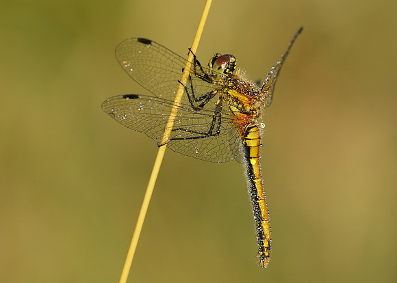 Black Darter Sympetrum danae