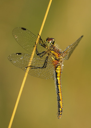 Black Darter Sympetrum danae