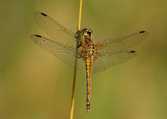 Black Darter Sympetrum danae