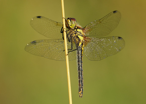 Black Darter Sympetrum danae