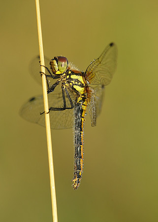 Black Darter Sympetrum danae