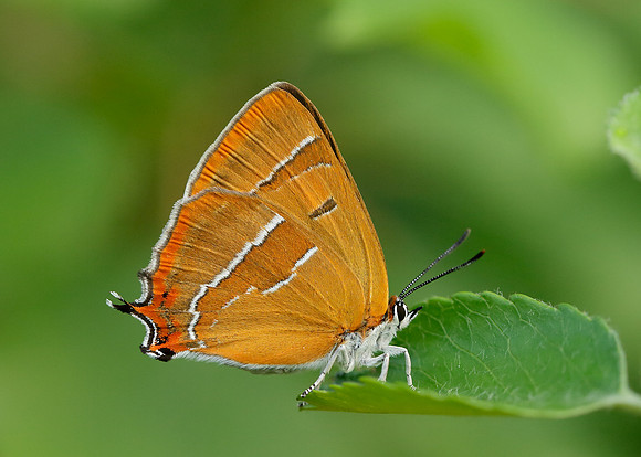 Brown Hairstreak Thecla betulae