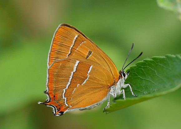 Brown Hairstreak Thecla betulae