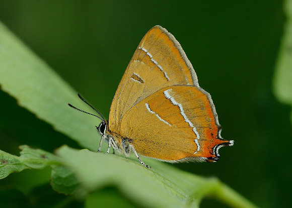 Brown Hairstreak Thecla betulae