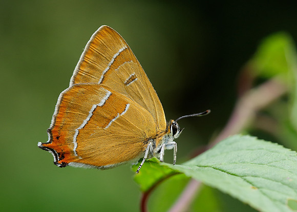 Brown Hairstreak Thecla betulae
