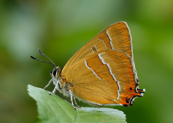 Brown Hairstreak Thecla betulae