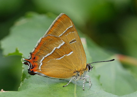 Brown Hairstreak Thecla betulae