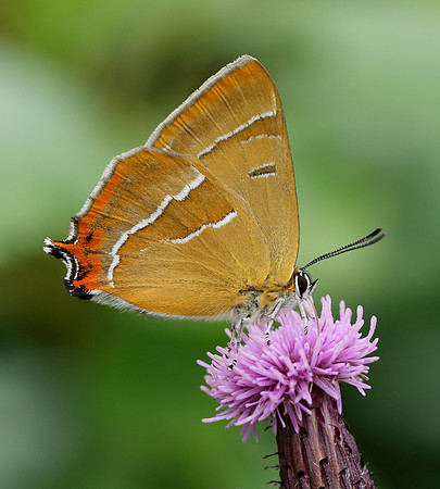 Brown Hairstreak Thecla betulae