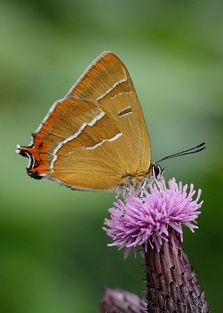 Brown Hairstreak Thecla betulae