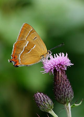 Brown Hairstreak Thecla betulae