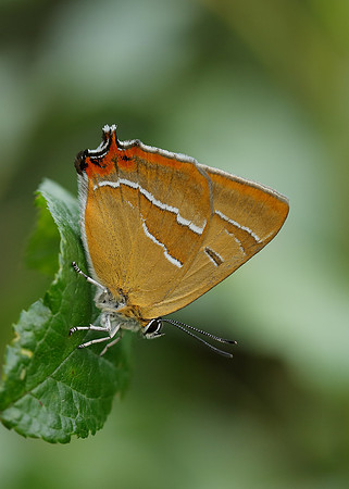 Brown Hairstreak Thecla betulae