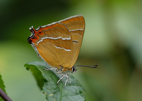 Brown Hairstreak Thecla betulae