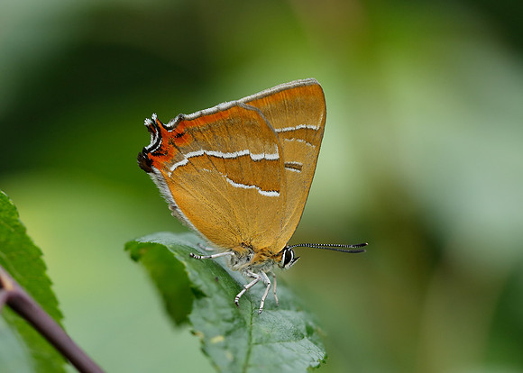 Brown Hairstreak Thecla betulae