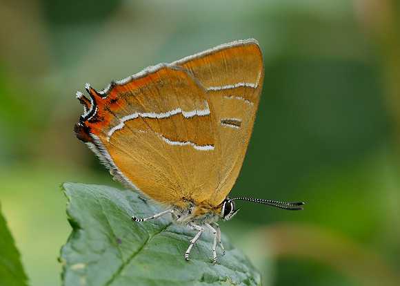 Brown Hairstreak Thecla betulae