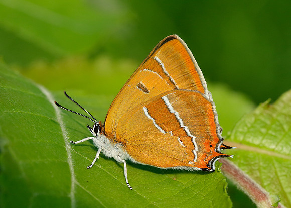 Brown Hairstreak Thecla betulae