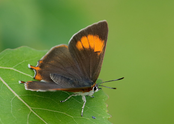 Brown Hairstreak Thecla betulae