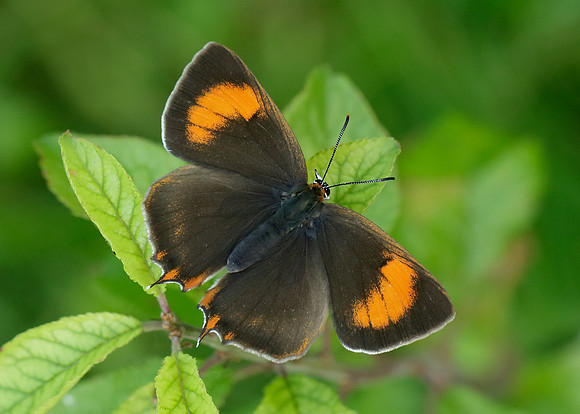 Brown Hairstreak Thecla betulae