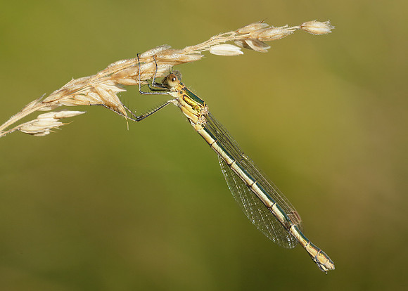 Emerald Damselfly Lestes sponsa
