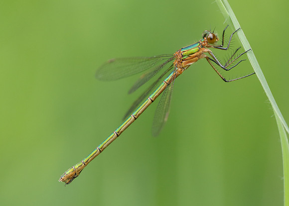 Emerald Damselfly Lestes sponsa