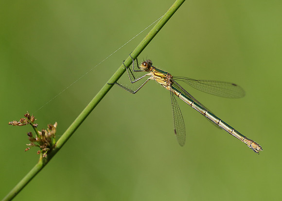 Emerald Damselfly Lestes sponsa