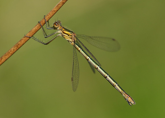 Emerald Damselfly Lestes sponsa