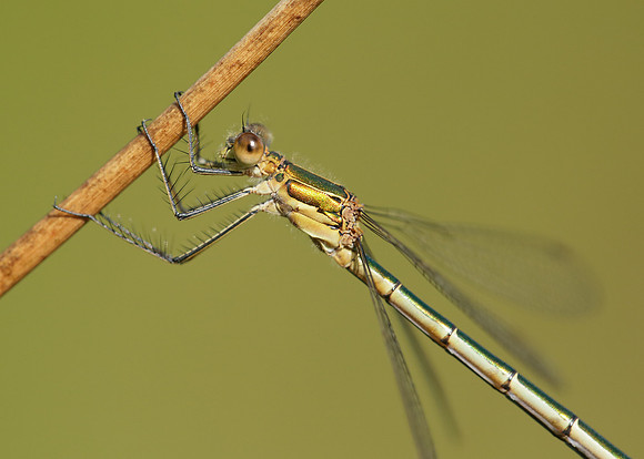 Emerald Damselfly Lestes sponsa