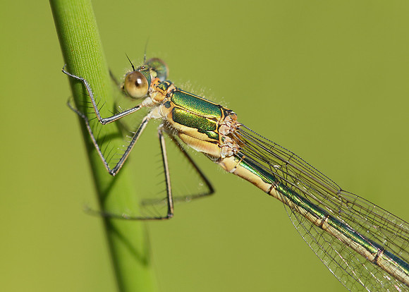 Emerald Damselfly Lestes sponsa
