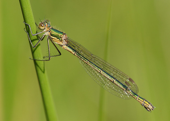 Emerald Damselfly Lestes sponsa