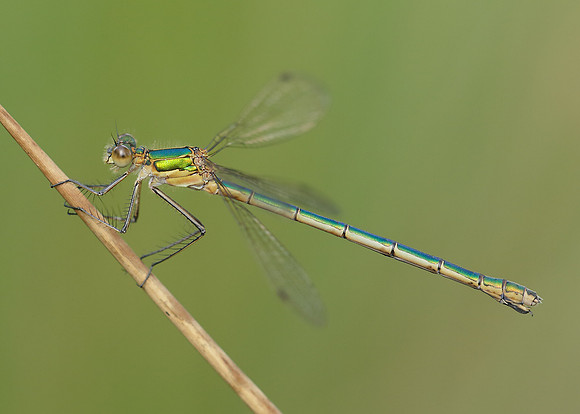 Emerald Damselfly Lestes sponsa