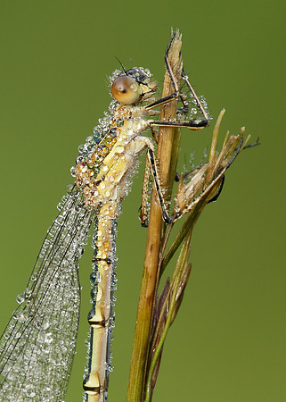 Emerald Damselfly Lestes sponsa