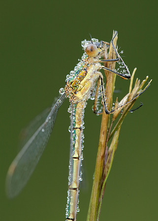 Emerald Damselfly Lestes sponsa