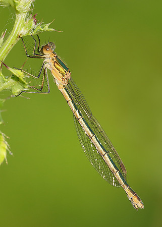 Emerald Damselfly Lestes sponsa