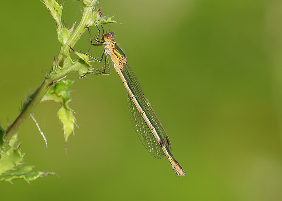 Emerald Damselfly Lestes sponsa