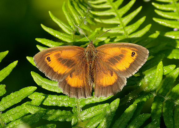 Gatekeeper Pyronia tithonus