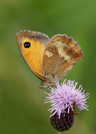 Gatekeeper Pyronia tithonus