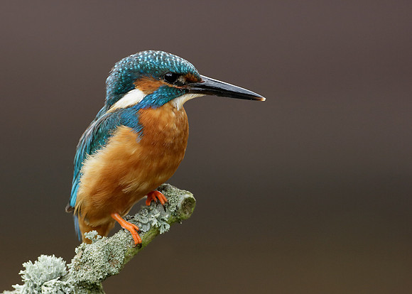 Kingfisher Alcedo atthis