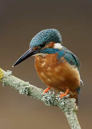 Kingfisher Alcedo atthis