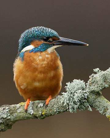 Kingfisher Alcedo atthis