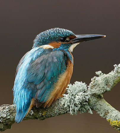 Kingfisher Alcedo atthis