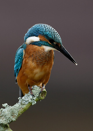 Kingfisher Alcedo atthis