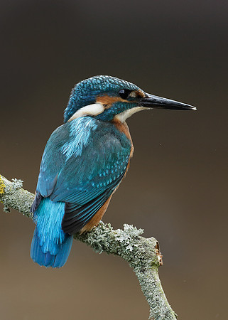 Kingfisher Alcedo atthis